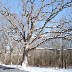 Location: French Creek State Park in southeast Pennsylvania
Date: 2009-12-24
old tree in winter