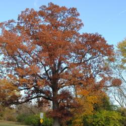 Location: Downingtown, Pennsylvania
Date: 2015-10-31
full-grown tree in autumn color