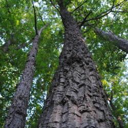 Location: Crow's Nest Land Preserve in southeast PA
Date: 2015-06-10
looking up an old trunk with thick bark