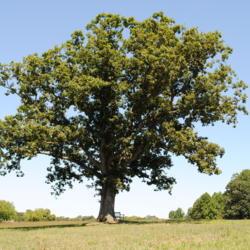 Location: Stroud Land Preserve in southeast PA
Date: 2011-08-12
full-grown tree