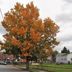 Location: Downingtown, Pennsylvania
Date: 2017-11-06
fall color
