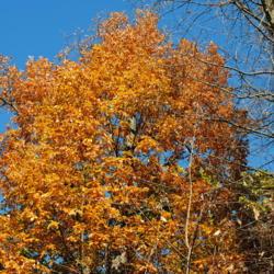 Location: West Chester, Pennsylvania
Date: 2011-11-07
crown of tree in fall color