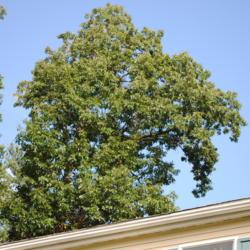 Location: West Chester, Pennsylvania
Date: 2011-08-29
full-grown tree past house