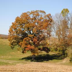 Location: Stroud Land Preserve in southeast PA
Date: 2015-10-23
full-grown tree in fall color