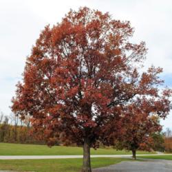 Location: Hibernia County Park in southeast Pennsylvania
Date: 2017-11-10
maturing tree in fall