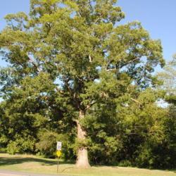 Location: Downingtown, Pennsylvania
Date: 2010-07-02
full-grown tree