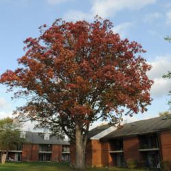 Location: West Chester, Pennsylvania
Date: 2010-10-25
two oaks together in fall