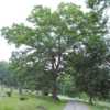 full-grown tree in cemetery