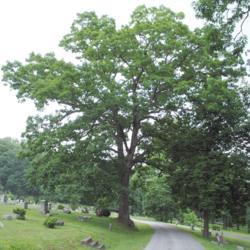 Location: Downingtown, Pennsylvania
Date: 2010-06-13
full-grown tree in cemetery