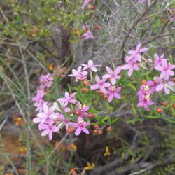 Location: Gilgandra Flora Reserve,  N.S.W., Australia