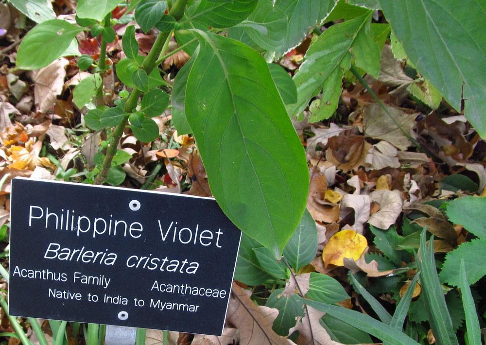 Photo of Philippine Violet (Barleria cristata) uploaded by jmorth