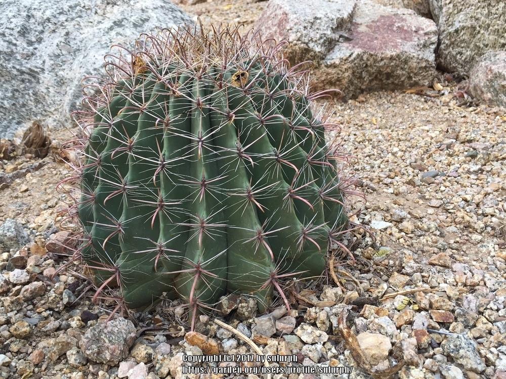 Photo of Arizona Barrel Cactus (Ferocactus wislizeni) uploaded by sulurph