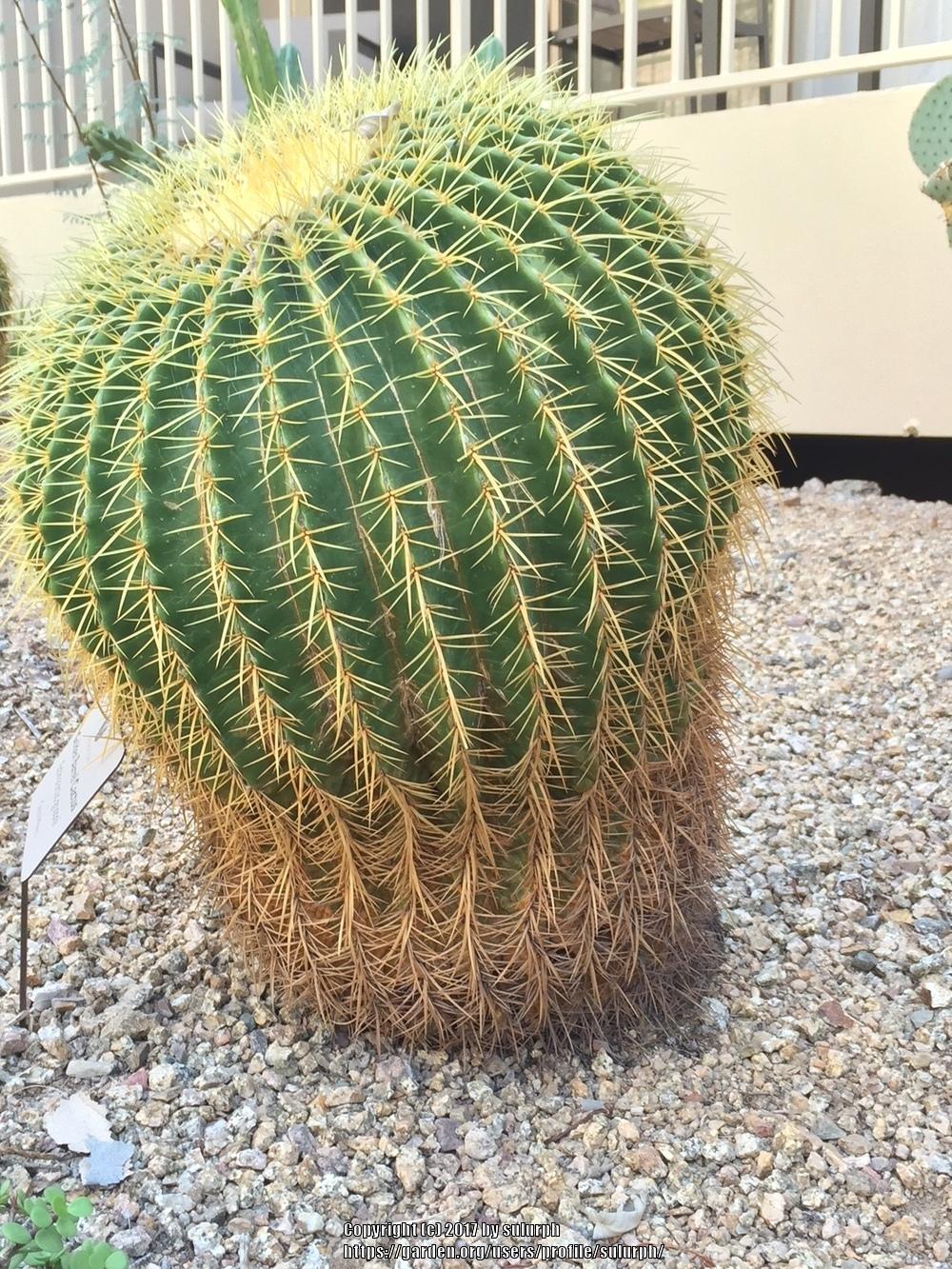 Photo of Golden Barrel Cactus (Kroenleinia grusonii) uploaded by sulurph