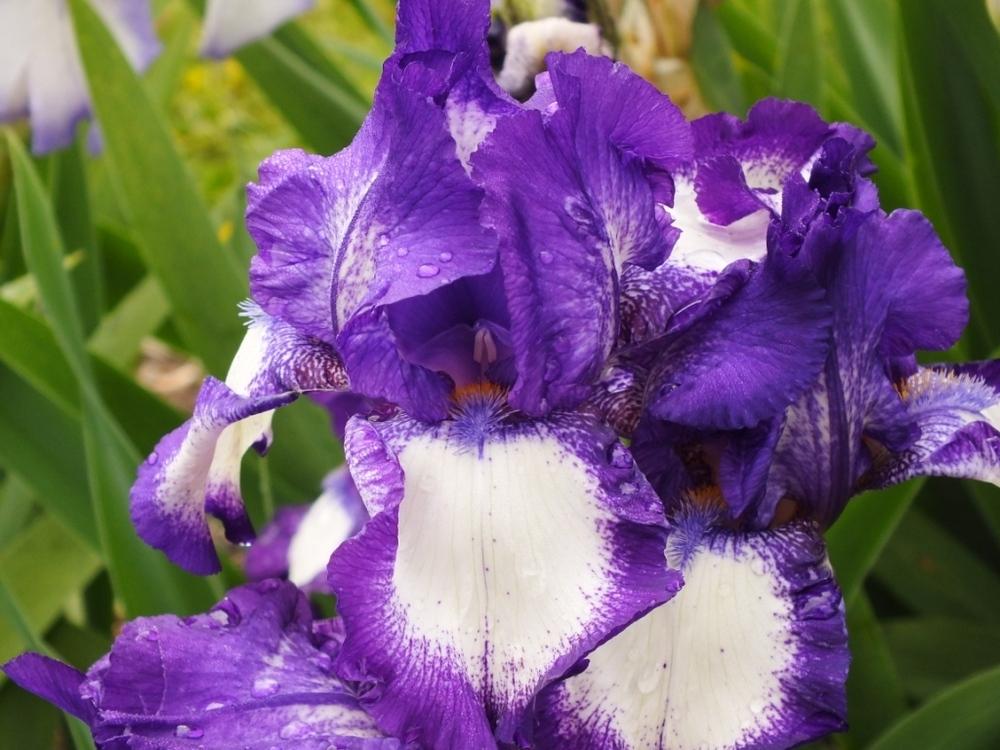 Photo of Tall Bearded Iris (Iris 'Stepping Out') uploaded by sunnyvalley