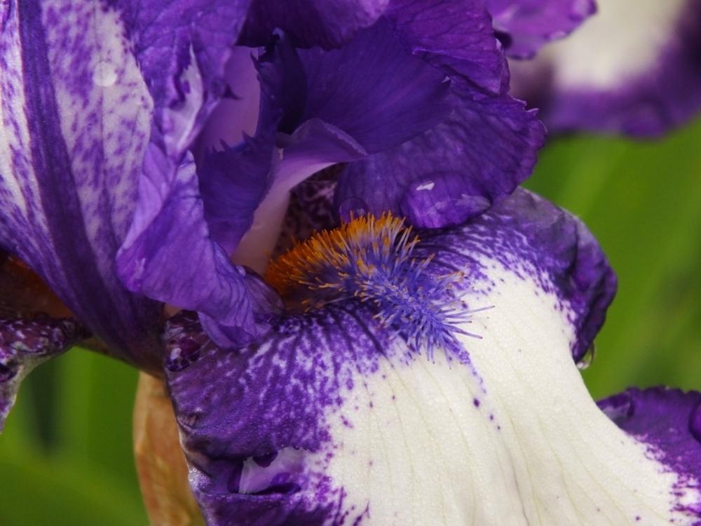 Photo of Tall Bearded Iris (Iris 'Stepping Out') uploaded by sunnyvalley