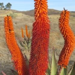 Location: Baja California
Date: 2017-12-09
Background plant also Aloe ferox