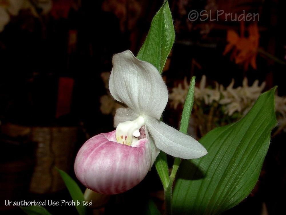 Photo of Showy Lady's Slipper Orchid (Cypripedium reginae) uploaded by DaylilySLP