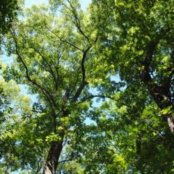 Location: Indiana Dunes State Park in northwest IN 
Date: 2016-07-16
looking up at canopy
