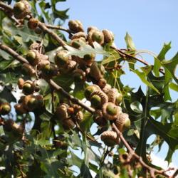 Location: Tyler Arboretum in southeast PA
Date: 2011-08-24
acorns
