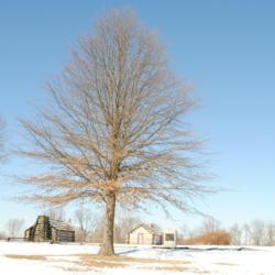 Location: Valley Forge Park in southeast PA
Date: 2014-01-30
in winter with most leaves gone