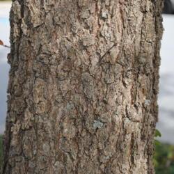 Location: Exton, Pennsylvania
Date: 2011-10-10
bark of maturing trunk