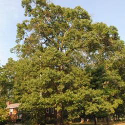 Location: Nottingham Park in southeast PA
Date: 2010-09-03
full-grown tree in summer