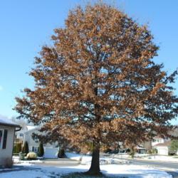 Location: Reading, Pennsylvania
Date: 2009-12-24
brown leaves held in winter