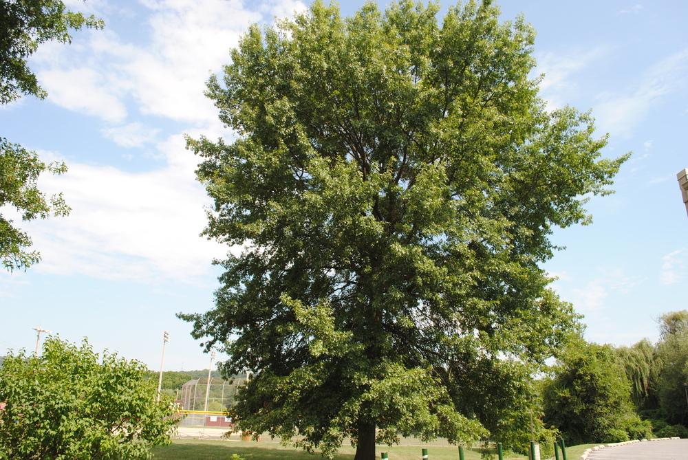 Photo of Pin Oak (Quercus palustris) uploaded by ILPARW