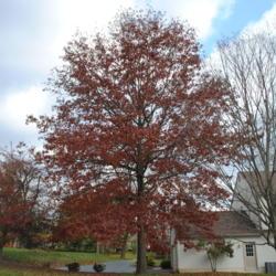 Location: Chesterbrook, Pennsylvania
Date: 2011-11-11
red autumn color