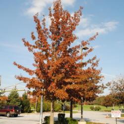 Location: Exton, Pennsylvania
Date: 2011-10-23
planted maturing tree in fall color