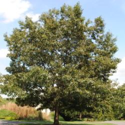 Location: Tyler Arboretum in southeast PA
Date: 2011-08-24
planted maturing tree
