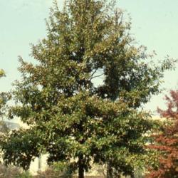 Location: DeKalb, Illinois
Date: summer in 1980's
maturing tree on campus