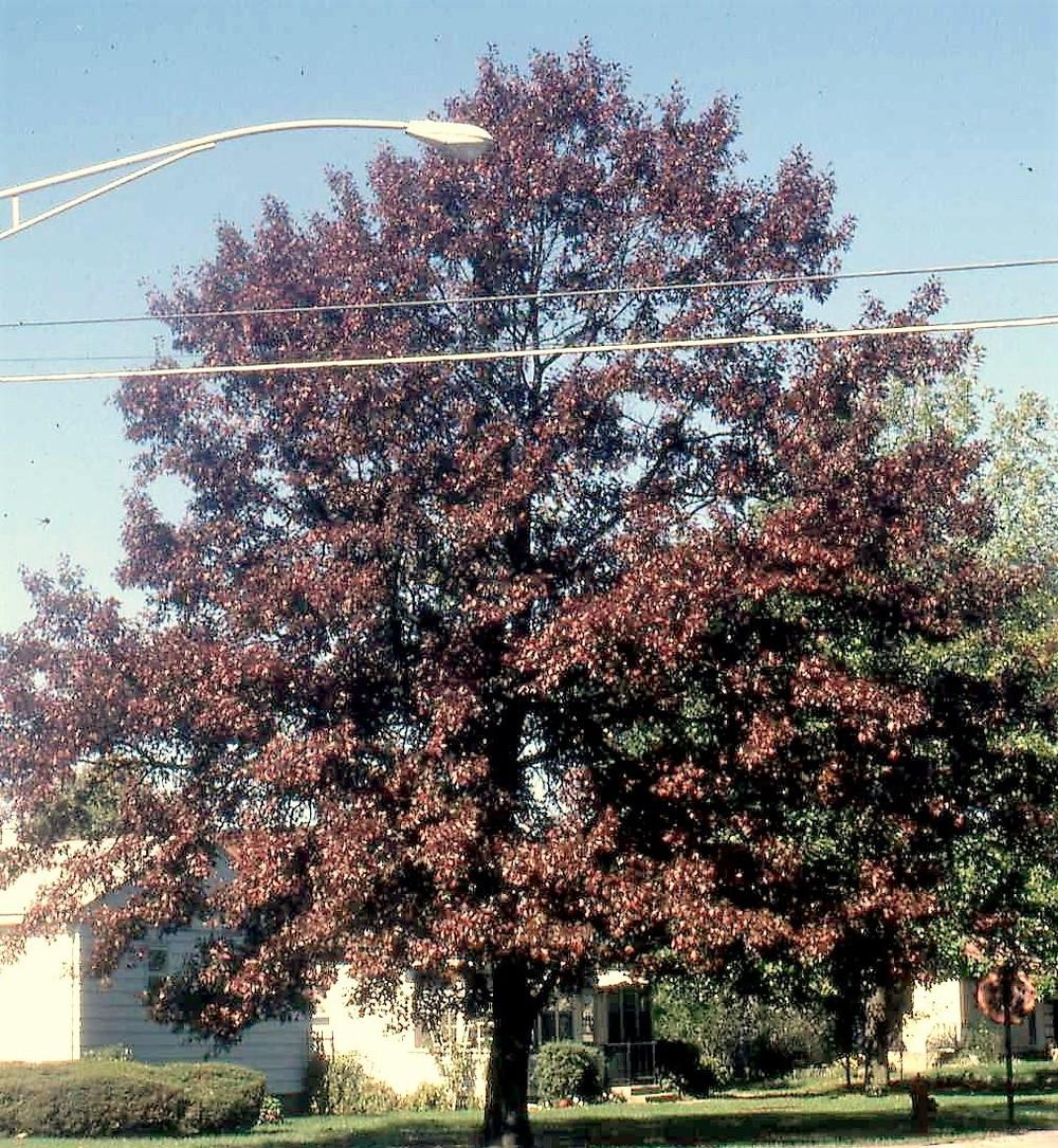 Photo of Northern Red Oak (Quercus rubra) uploaded by ILPARW