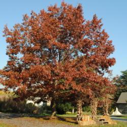 Location: Tyler Arboretum in southeast PA
Date: 2012-10-24
maturing tree in fall color