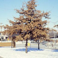 Location: Glen Ellyn, Illinois
Date: winter in 1980's
maturing tree in winter in park