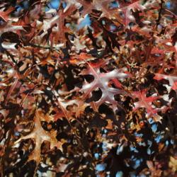 Location: Tyler Arboretum in southeast PA
Date: 2010-10-28
autumn foliage