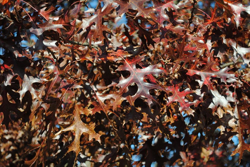 Photo of Scarlet Oak (Quercus coccinea) uploaded by ILPARW