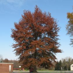 Location: Downingtown, Pennsylvania
Date: 2006-11-05
red fall color