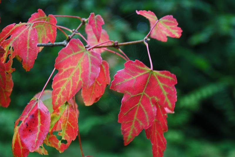 Photo of Red Maple (Acer rubrum) uploaded by RuuddeBlock