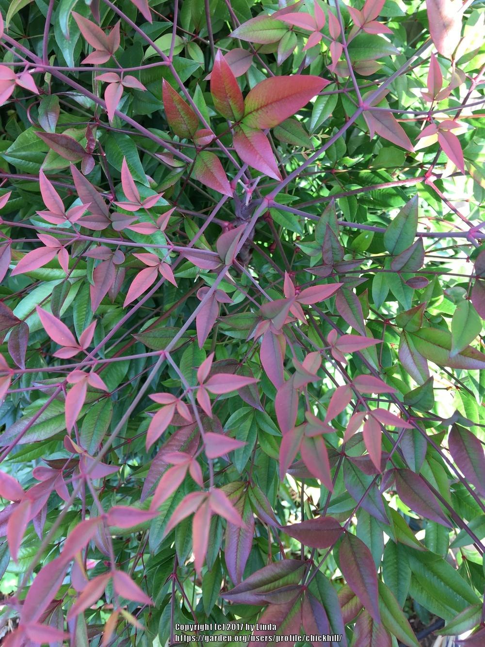 Photo of Heavenly Bamboos (Nandina domestica) uploaded by chickhill