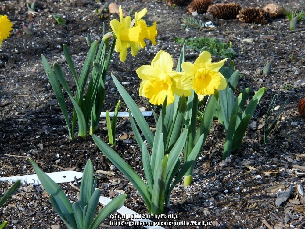 Photo of Trumpet daffodil (Narcissus 'Rijnveld's Early Sensation') uploaded by Marilyn