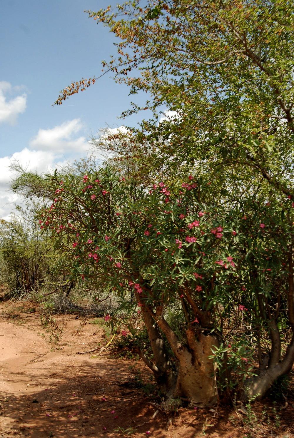 Photo of Desert Rose (Adenium obesum subsp. obesum) uploaded by Orsola