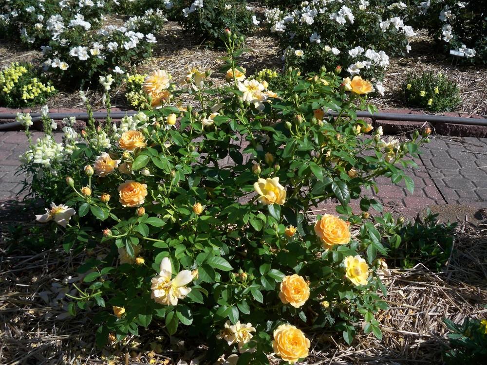 Photo of Floribunda Rose (Rosa 'Julia Child') uploaded by Pattyw5