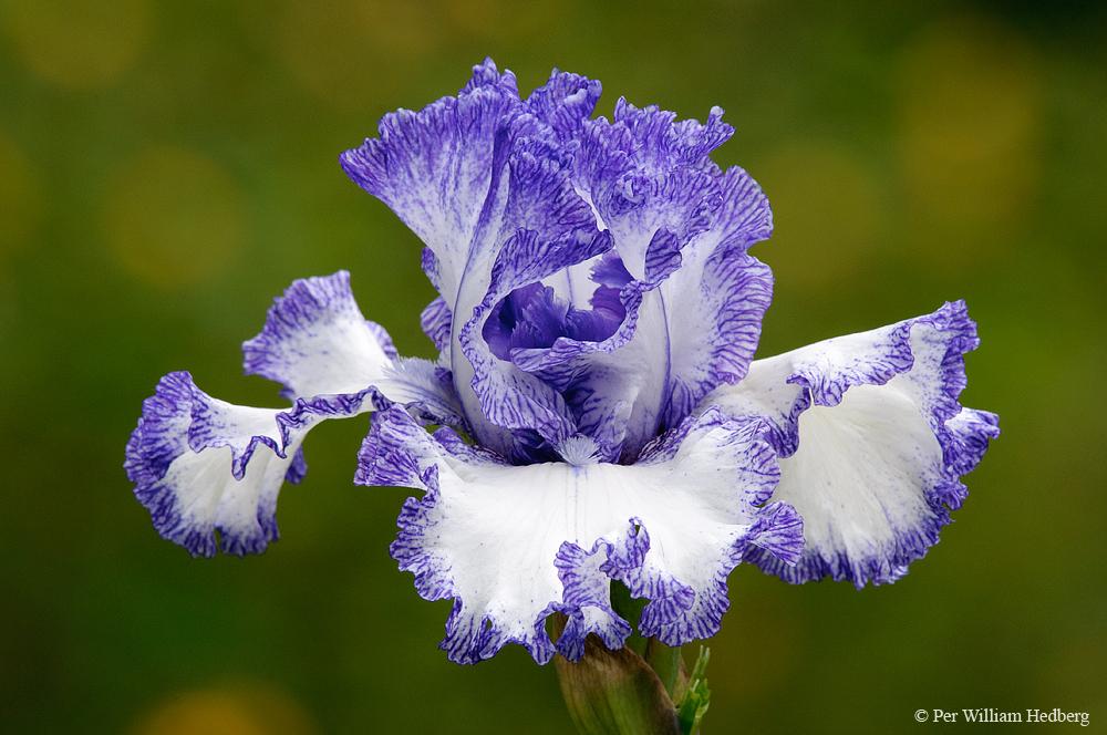 Photo of Tall Bearded Iris (Iris 'Ink Patterns') uploaded by William