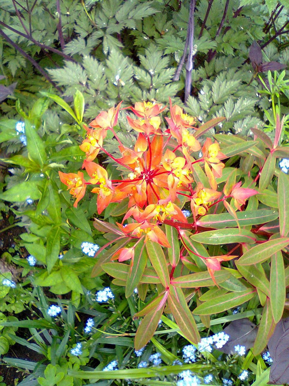 Photo of Euphorbia (Euphorbia griffithii 'Fireglow') uploaded by Yorkshirelass