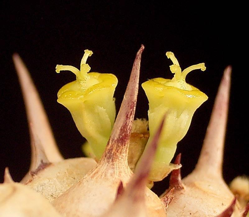 Photo of Euphorbia (Euphorbia venenifica) uploaded by robertduval14