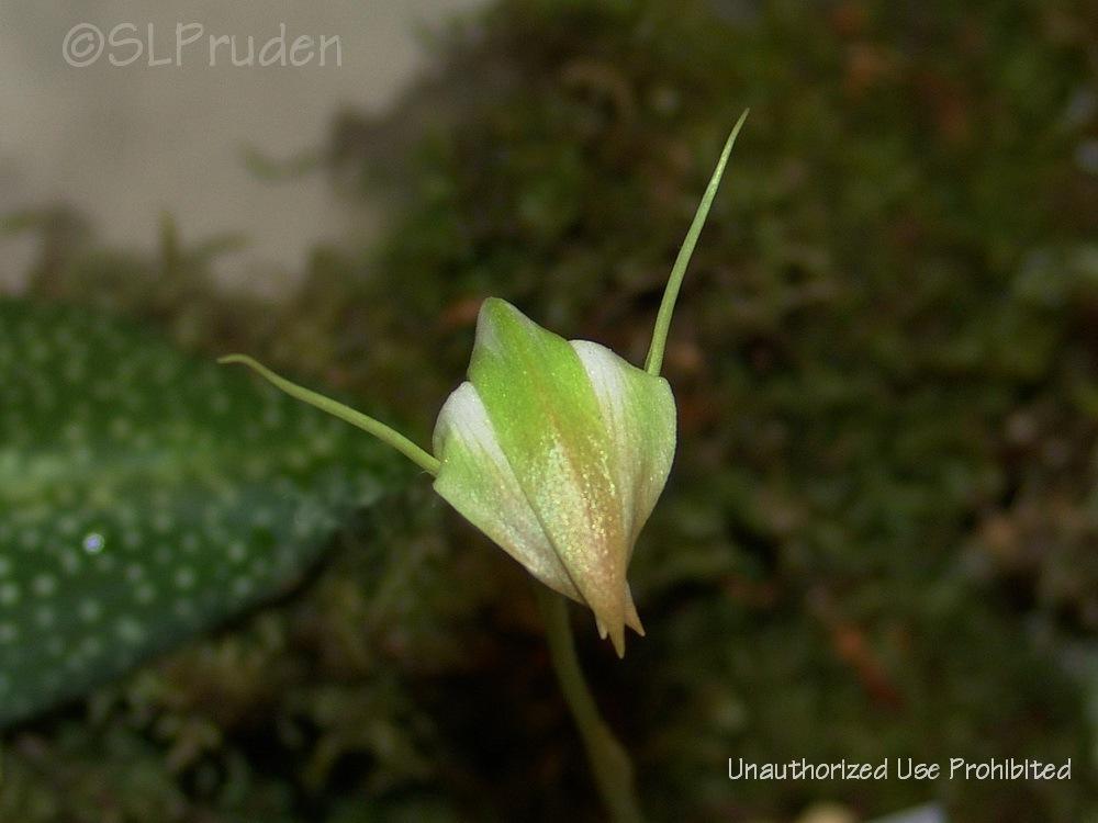 Photo of Orchid (Pterostylis baptistii) uploaded by DaylilySLP
