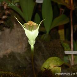 Location: Palm Sunday Orchid Show, MI
Date: 2008-03-15