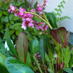 Location: Nora's Garden - Castlegar, B.C. 
Date: 2016-05-02
 11:36 am. Long narrow leaves, and a spritely spray of pink bloss