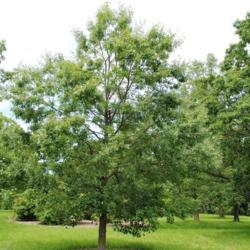 Location: Oak Collection at Morton Arboretum in Lisle, IL
Date: 2015-06-19
another maturing planted tree